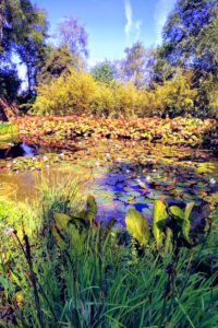 Inverewe Garden pond