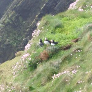 Puffins at Sumburgh Head - Shetland