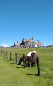 Shetland ponies in front of the Sumburgh Hotel - Shetland