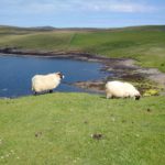 sheep on Skye