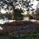 urban environment pond and trees