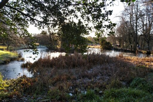 urban environment pond and trees